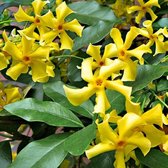 32 x Trachelospermum jasminoides Star of Toscane - Toscaanse Jasmijn in C2 pot met hoogte 50-60cm
