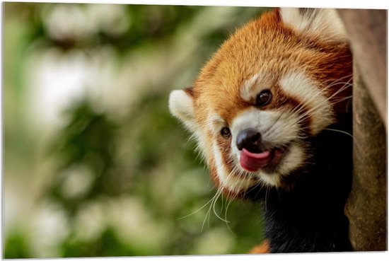 Acrylglas - Rode Panda in een Boom - 90x60cm Foto op Acrylglas (Met Ophangsysteem)