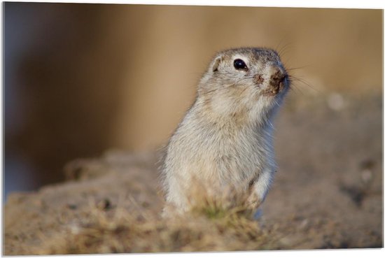 Acrylglas - Ruikende Witte Hamster - 90x60cm Foto op Acrylglas (Met Ophangsysteem)