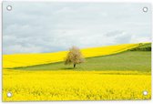 Tuinposter – Fel Gele Bloemen met Boom in Grasveld - 60x40cm Foto op Tuinposter  (wanddecoratie voor buiten en binnen)
