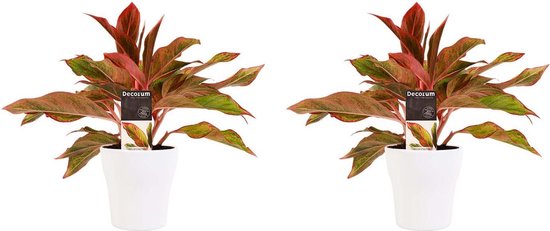 Kamerplanten van Botanicly – 2 × Aglaonema incl. sierpot wit als set – Hoogte: 25 cm