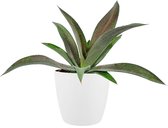 Cactus van Botanicly – Mangave Mission to Mars incl. sierpot wit als set – Hoogte: 15 cm