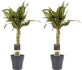 Kamerplanten van Botanicly – 2 × Drakenboom met grijze sierpot als set – Hoogte: 45 cm – Dracaena Sandriana Victory