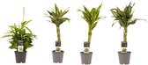 Kamerplanten van Botanicly – 4 × Drakenboom – Hoogte: 45 cm – Dracaena Sandriana Victory, Dracaena Surculosa, Dracaena Sandriana White, Dracaena Sandriana Gold