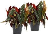 Kamerplanten van Botanicly – 2 × Stippenbegonia – Hoogte: 45 cm – Begonia Maculata