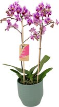 Orchidee van Botanicly – Vlinder orchidee in groen keramiek pot 'Eline' als set – Hoogte: 50 cm, 2 takken – Phalaenopsis Pixie