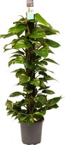 Kamerplant van Botanicly – Herfstvaren – Hoogte: 120 cm – Epipremnum Aureum