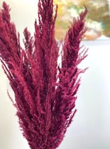 Pampas pluimen | 8 stuks | Bordeaux Rood | 100cm | Dried Flowers | Gedroogde bloemen | Droogbloemen