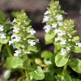 50 x Ajuga reptans Alba - Kruipend Zenegroen in 9x9cm pot met hoogte 5-10cm