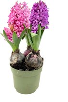 Bloem van Botanicly – Hyacinthus – Hoogte: 20 cm