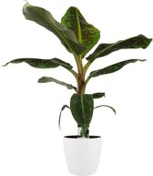 Kamerplant van Botanicly – Bananen plant incl. sierpot wit als set – Hoogte: 80 cm – Musa