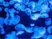 Blauwe Kwallen - Zeekwallen - Lastige Puzzel - Volwassenen - 500 Stukjes