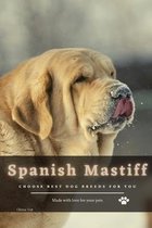 Spanish Mastiff