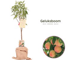 Geluksboom - Cadeauboom - Geluksbrenger - perzikboom - Prunus persica