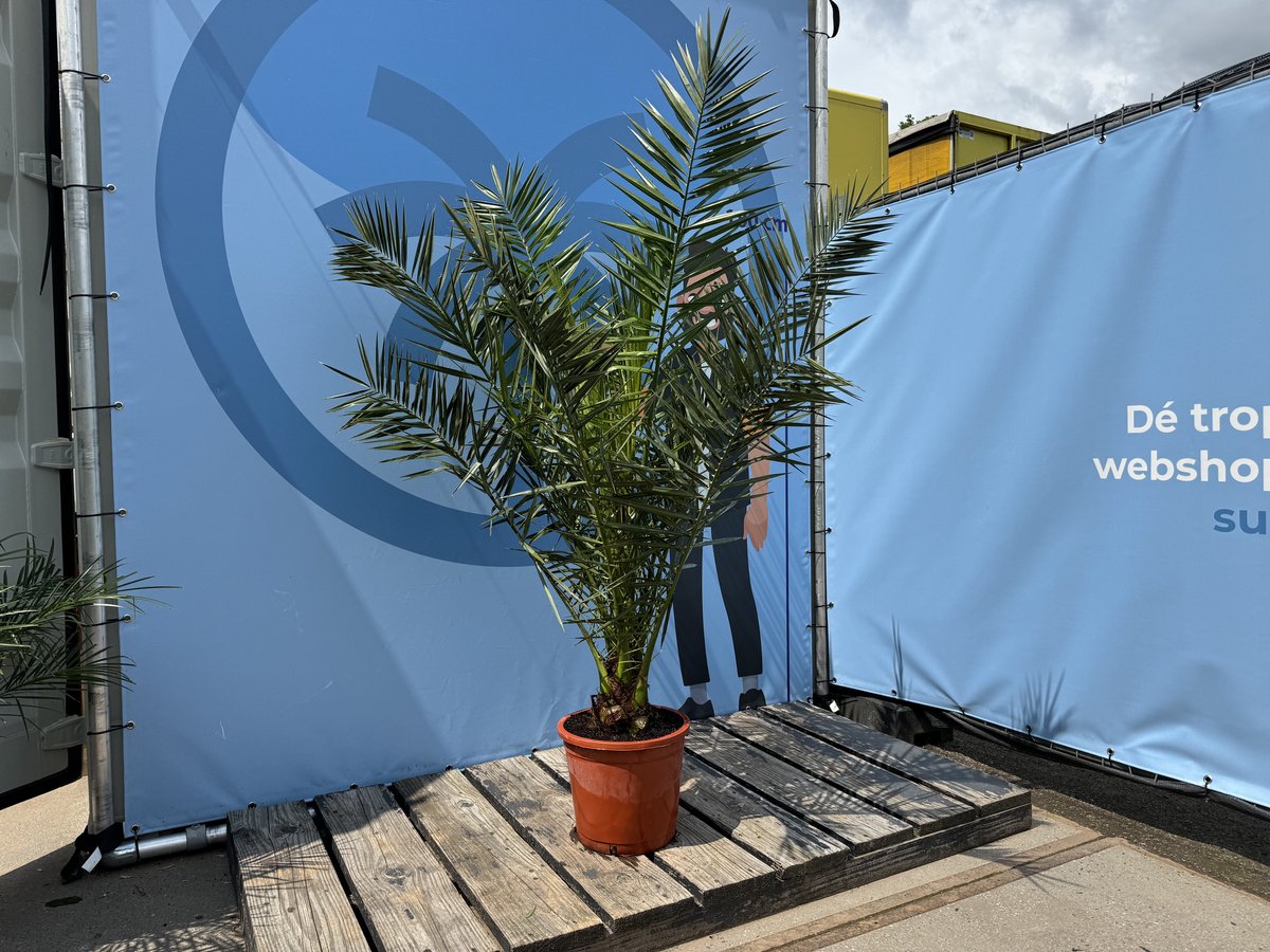 Sunny Tree Palmboom - Phoenix Canariensis - Kamerplant - Plant voor binnen en buiten - 160 cm