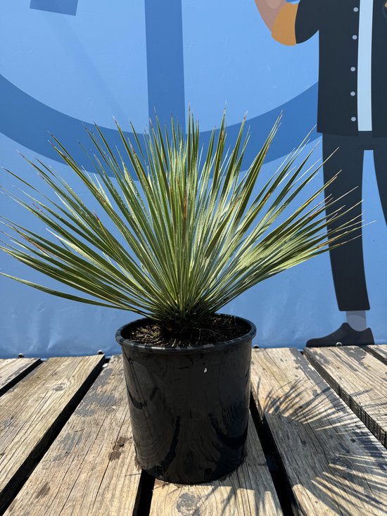 Yucca Rostrata in een zwarte pot op houten planken, met een blauwe achtergrond.