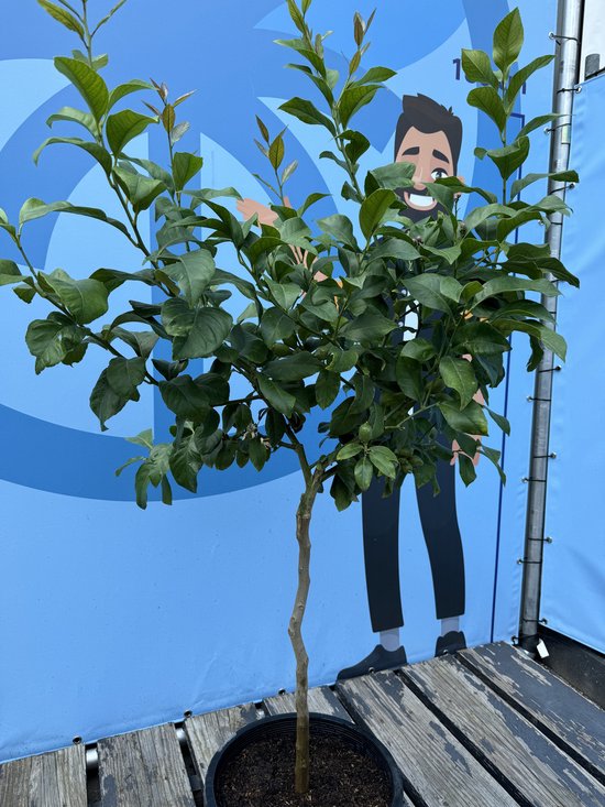 Citroenboom van 150 cm hoog met groene bladeren, naast een cartoonfiguur van 180 cm.