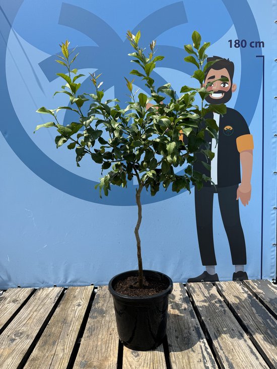 Citroenboom van 150 cm hoog met groene bladeren in een zwarte pot, naast een cartoonfiguur van 180 cm.