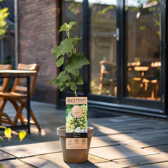 Druivenplant in een terracotta pot op een houten terras. Het etiket toont witte druiven.