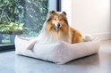 Collie met lange, gouden vacht ligt in een lichtgrijze, ribstof hondenmand.