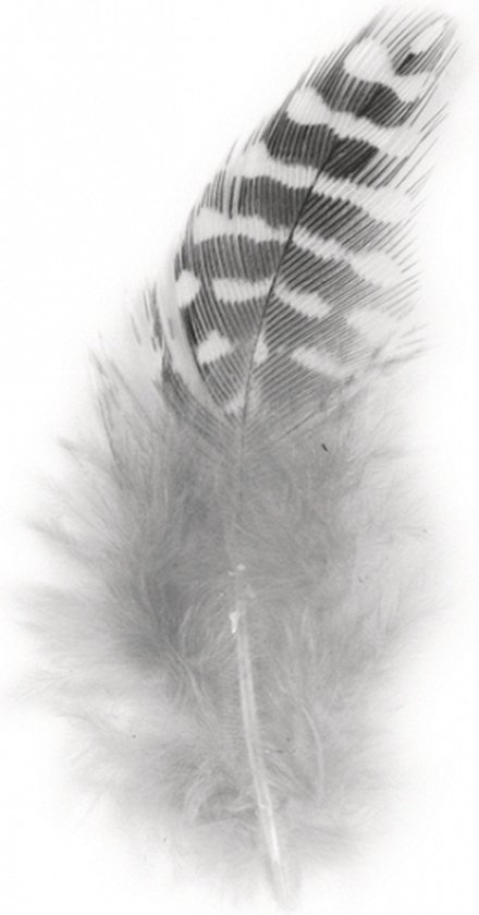 40x Décoration en plumes de duvet