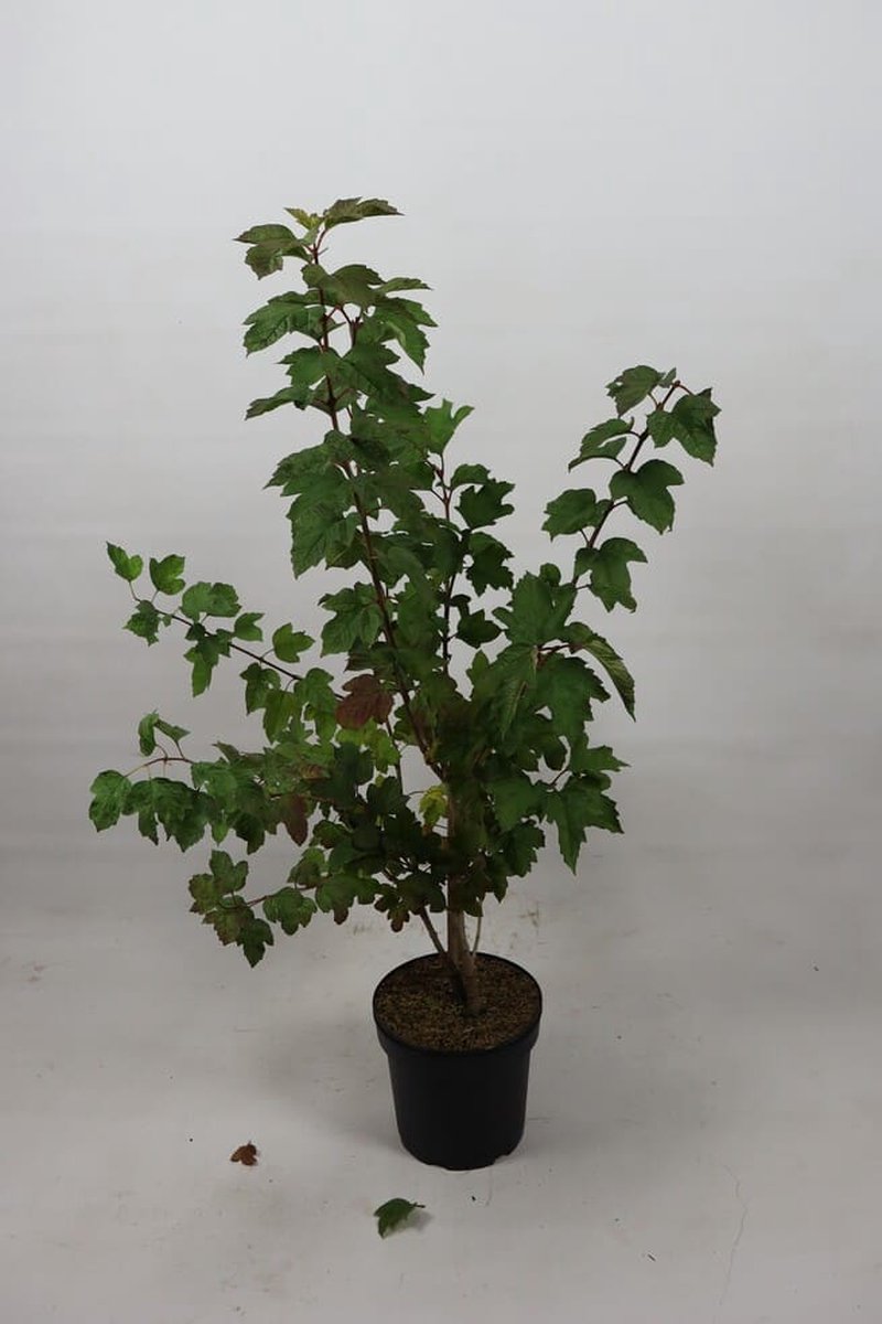 Gelderse roos 100-125 cm (in pot) - Viburnum opulus - Ø26 cm - inheemse plant - witte bloemen - rode bessen