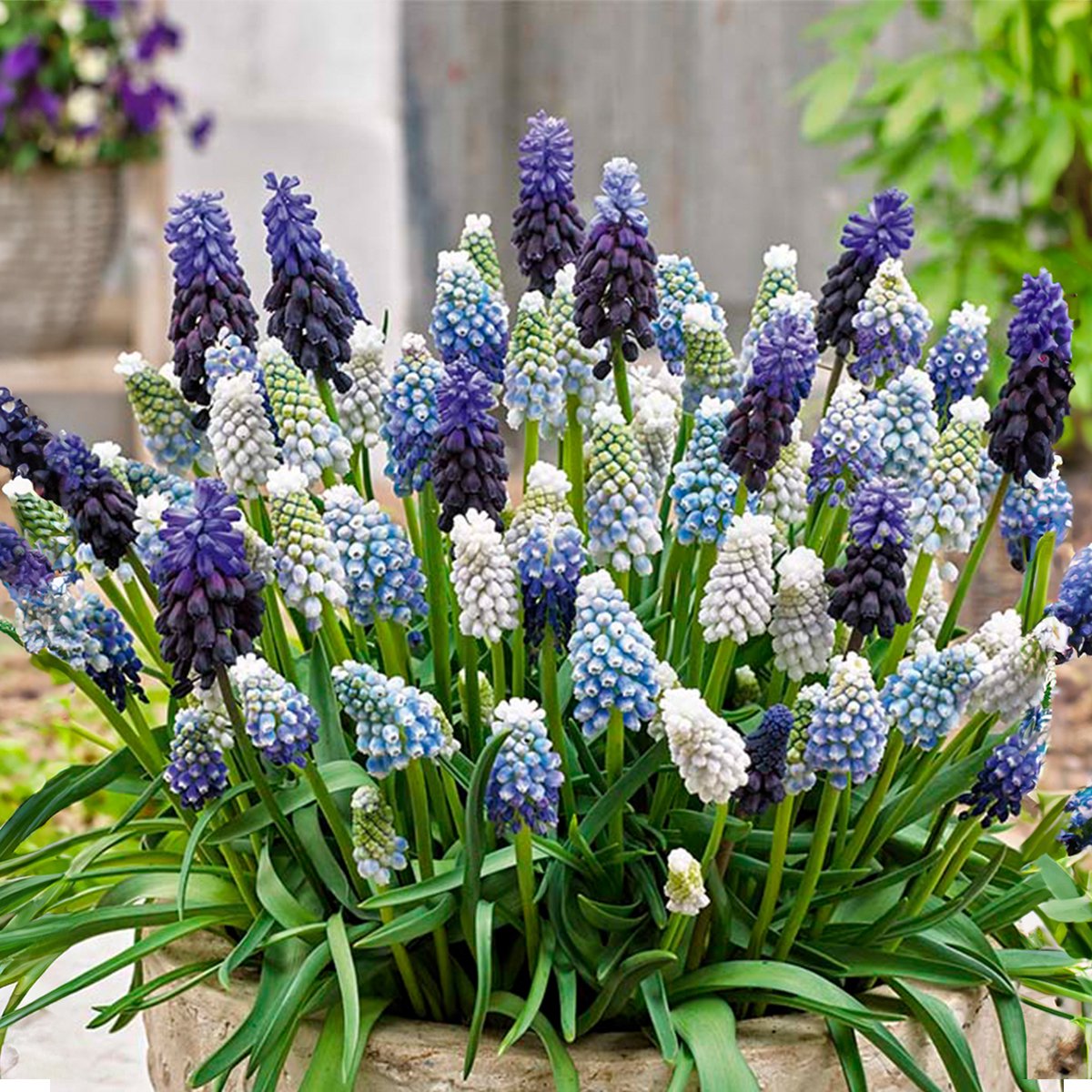 Bloomique - Mix van 50 - Muscari Mix - Druifhyacint - Blauwe Druifjes - Wit, Blauw - Bloembollen - Voorjaarsbloeiend - Meerjarige Planten - Groeit tot 10-15 cm