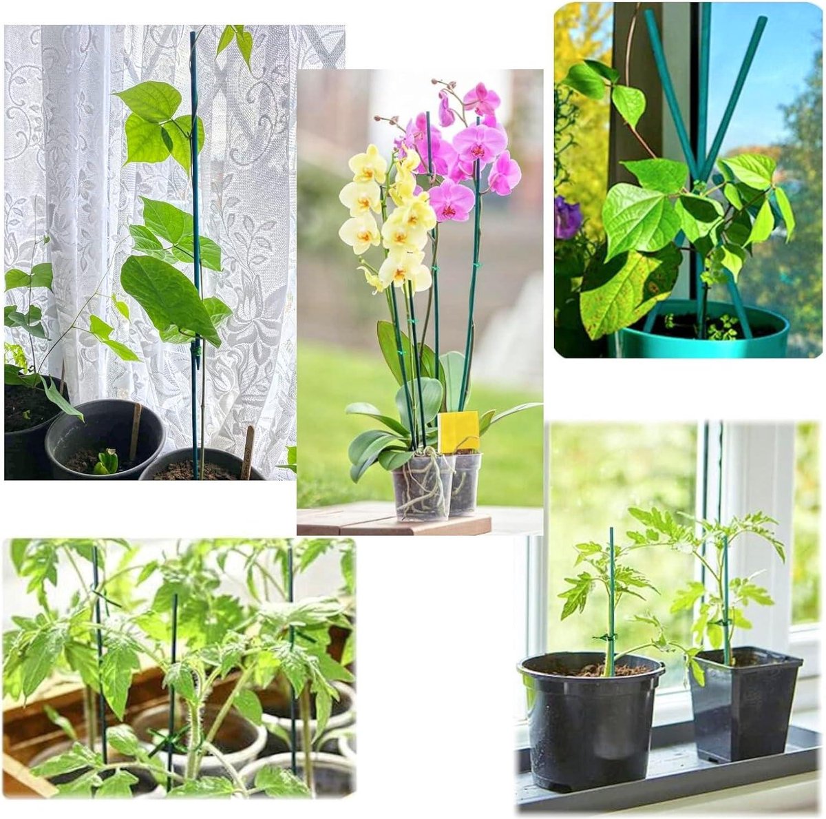 De pluktuin in juli: pluk nu deze zomerse bloemen - Gardeners World