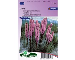 Sluis Garden - Lampepoetser Prachtkaars (Liatris)
