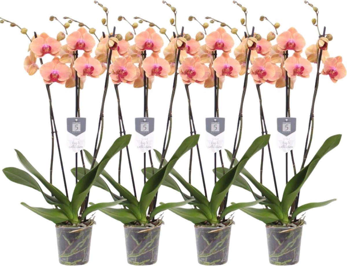Green Harmony - Set van 4 - Phalaenopsis Carribean Dream - 3 tak orchidee - 60 cm - Ø12cm