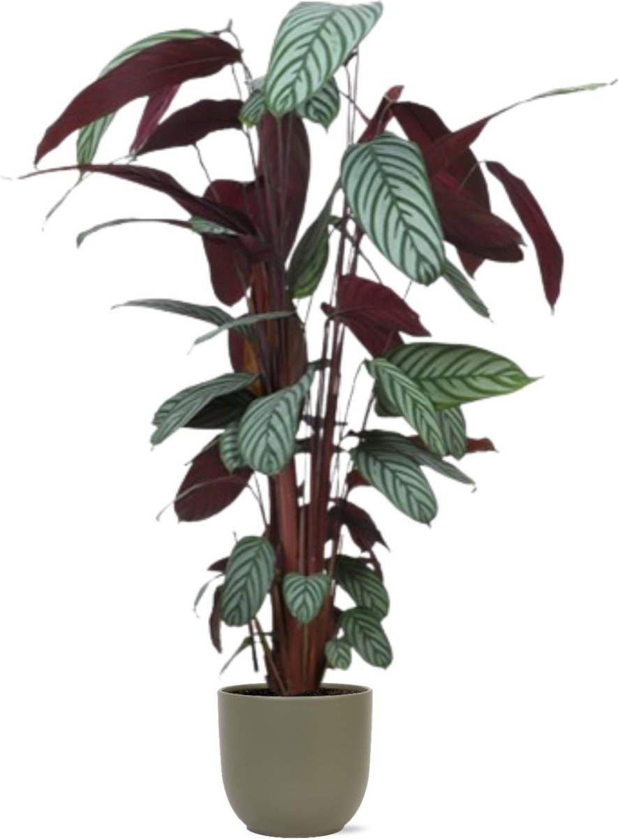 Ctenanthe Oppenheimiana Ø27cm 130cm in Boule OLIJF pot