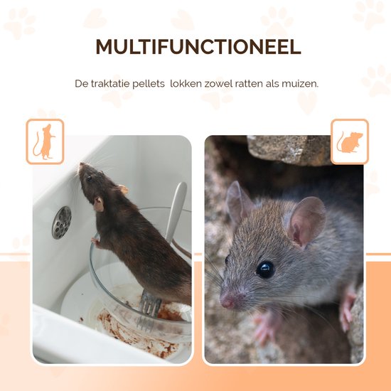 Een bruine rat in een gootsteen, en een close-up van een muizenkop.