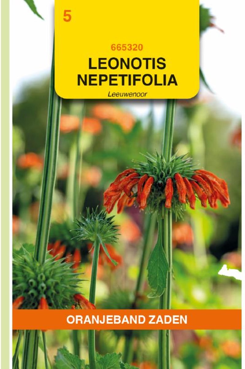 Oranjeband Zaden - Leeuwenoor ( Leonotis nepetifolia)