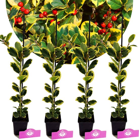 Set van 4 Goudbonte hulst- Ilex altaclerensis 'Golden King' – Hoogte 50cm – 9cm pot