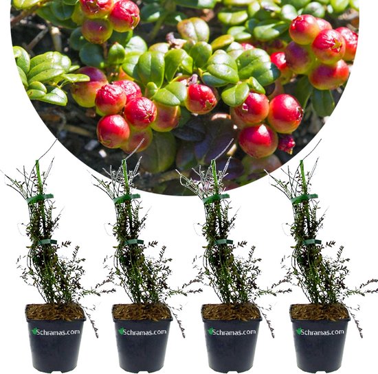 Foto: Set van 4 cranberry vaccinium macr howes veenbes hoogte 20cm 9cm pot