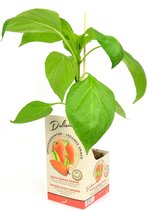 Snack paprika - Oranje - Delicious - 2 snackpaprika planten - perspot in doosje (10cm)