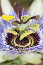 2 stuks Passiebloem, Kleur Wit/ Blauw, Klimplant, Passiflora caerulea - Ø 15 - hoogte 60-70 cm