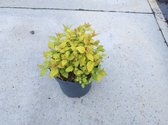 3 stuks | Spiraea japonica 'Golden Princess' C1.3 cm