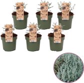 Tuinkruid Heiligenbloem - Santolina 'Chamaecyparissus' - set van 6 stuks - kruiden plant - hoogte 20 - 25 cm - 12 cm pot