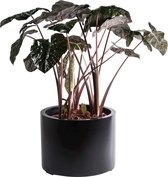 Plantenbak Maine | Black - Zwart | Large | Ø50 x H40cm