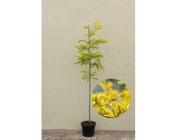 Jonge Gele Valse Christusdoorn Boom | Gleditsia triacanthos 'Sunburst' | 100-150cm hoogte