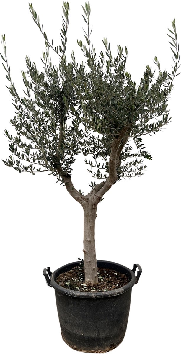 210 cm hoge olijfboom Cultivo met slanke stam potmaat 45 cm majestueuze variateit van de olijfboom (Olea Europaea Cultivo )