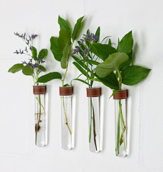 Vier glazen testbuisjes met groen gebladerte en paarse bloemen, bevestigd aan een witte muur.