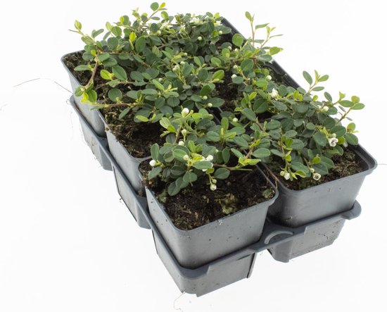 Bodembedekker Kruipende Dwergmispel - 12 Stuks - Cotoneaster procumbens 'Queen of Carpets' - P9 - Plant - Tuinplant