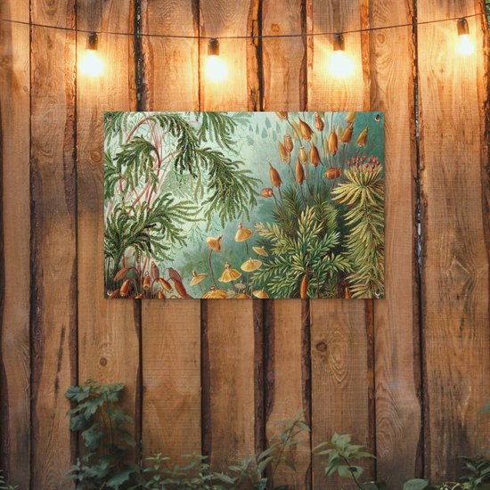 Posters de jardin extérieur Maîtres anciens - Art - Muscinae - Haeckel - 90x60 cm - Toile de jardin - Affiche extérieure