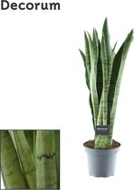 Plantenboetiek.nl | Sansevieria Spearmint - Kamerplant - Hoogte 55cm - Potmaat 14cm