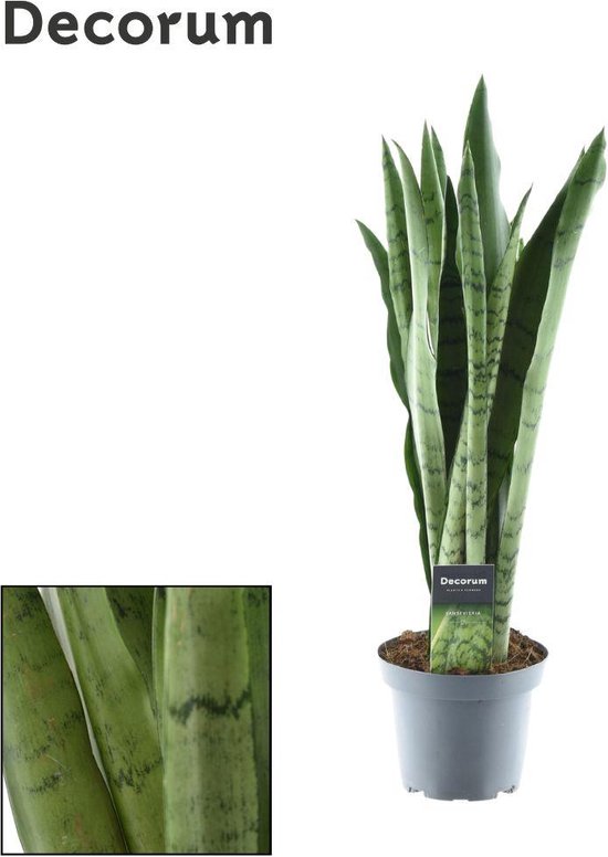 Plantenboetiek.nl | Sansevieria Spearmint - Ø14cm - 45-55cm hoog - Kamerplant - Groenblijvend - Cactus & Vetplanten