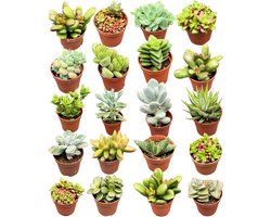 Vetplanten mix - 5.5cm Potten- 6-12cm hoog- Succulenten- (20 Stuks)