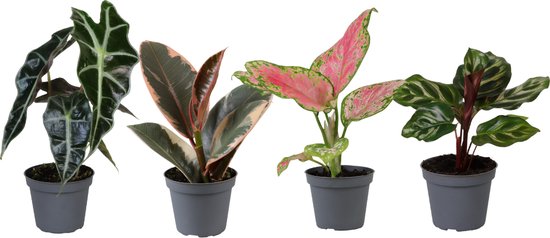 Plantenboetiek.nl | Mélange de plantes Bébé | 4 pièces - Ø6cm - 12cm de haut - Plante d'intérieur - Evergreen