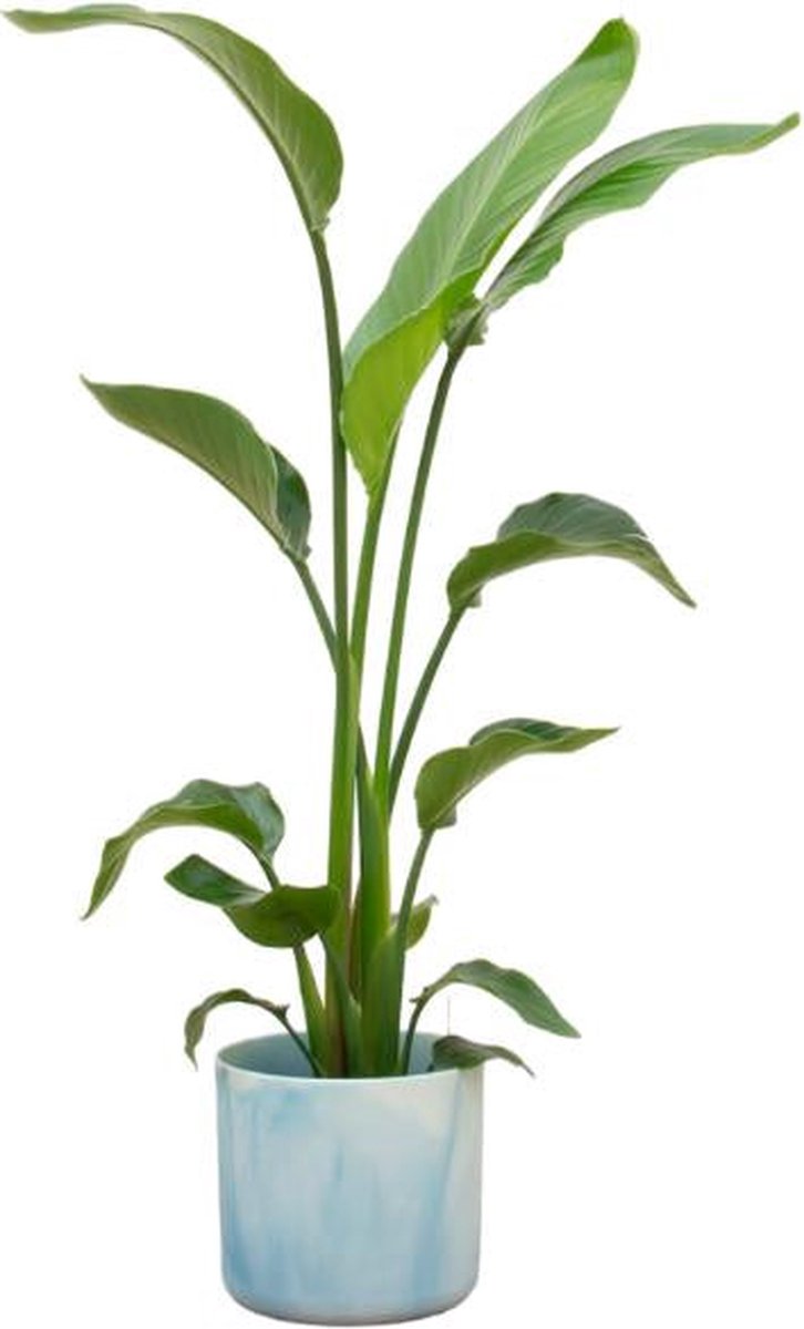 Combi deal - Strelitzia Nicolai inclusief elho Ocean Round atlantisch blauw Ø22 - 130 cm